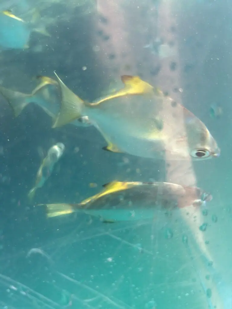 Image #2 from Aspyn Jang