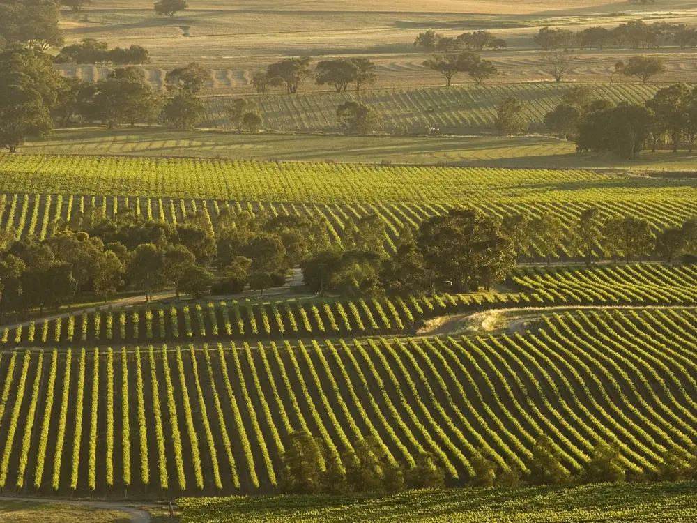 애들레이드 바로사밸리 와이너리 투어 (필수투어)