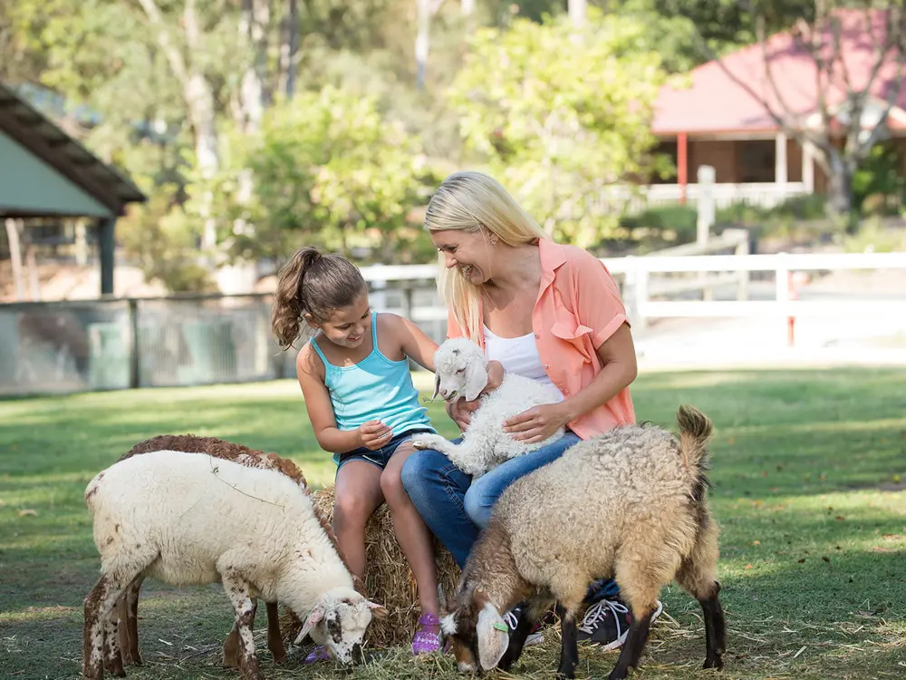 골드코스트 파라다이스 컨츄리 할인티켓
